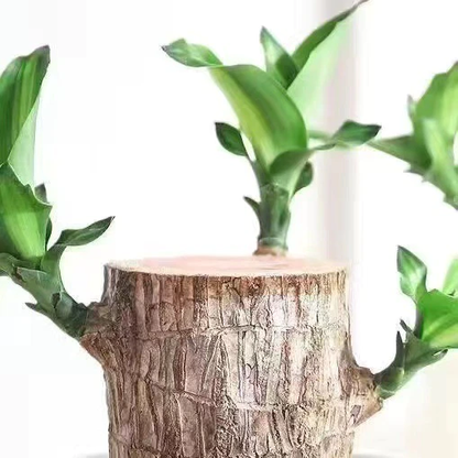 Brazilian Lucky Wood Plant Indoor Decorative Air Purifying Plant
