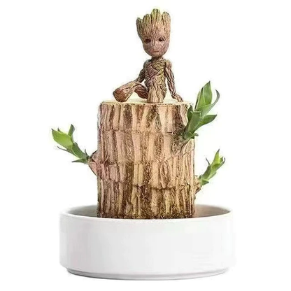 Brazilian Lucky Wood Plant Indoor Decorative Air Purifying Plant