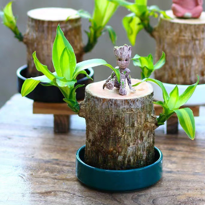 Brazilian Lucky Wood Plant Indoor Decorative Air Purifying Plant
