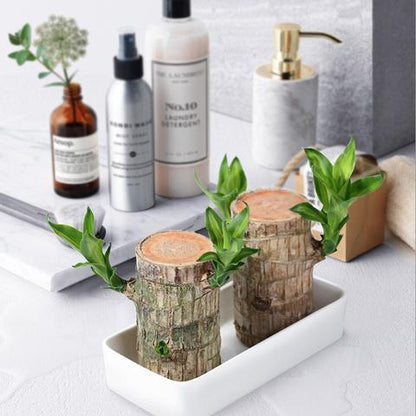 Brazilian Lucky Wood Plant Indoor Decorative Air Purifying Plant