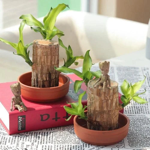 Brazilian Lucky Wood Plant Indoor Decorative Air Purifying Plant