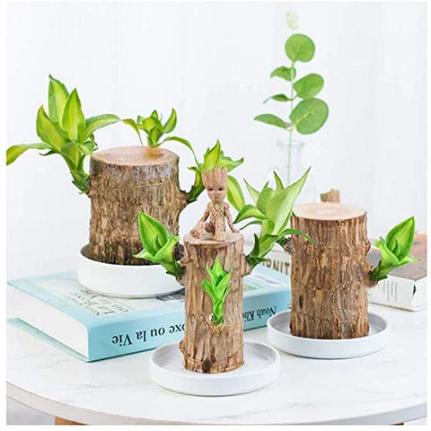 Brazilian Lucky Wood Plant Indoor Decorative Air Purifying Plant