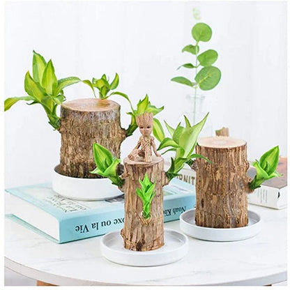 Brazilian Lucky Wood Plant Indoor Decorative Air Purifying Plant