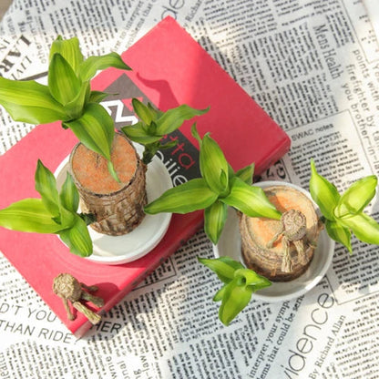 Brazilian Lucky Wood Plant Indoor Decorative Air Purifying Plant