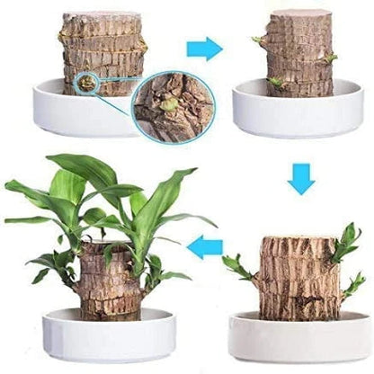 Brazilian Lucky Wood Plant Indoor Decorative Air Purifying Plant
