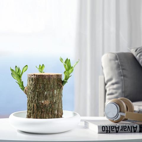 Brazilian Lucky Wood Plant Indoor Decorative Air Purifying Plant