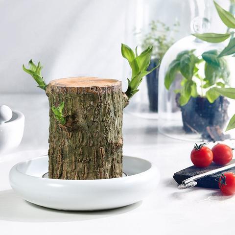 Brazilian Lucky Wood Plant Indoor Decorative Air Purifying Plant