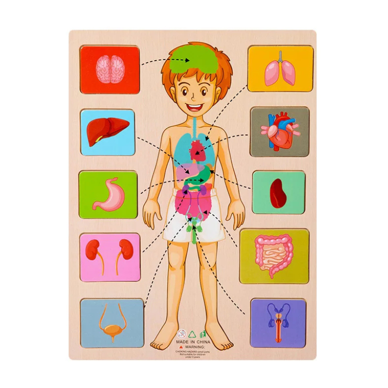 Children's Wooden Human Body Anatomy Puzzle
