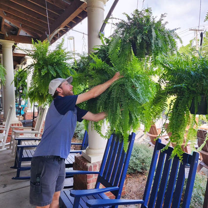 Lifelike Artificial Boston Fern for Outdoor and Indoor Decor