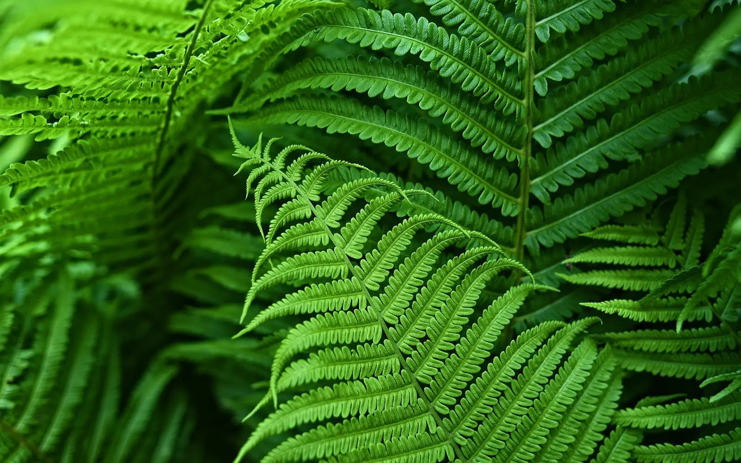 Lifelike Artificial Boston Fern for Outdoor and Indoor Decor