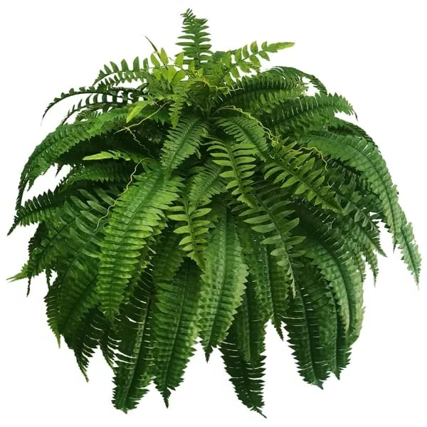 Lifelike Artificial Boston Fern for Outdoor and Indoor Decor