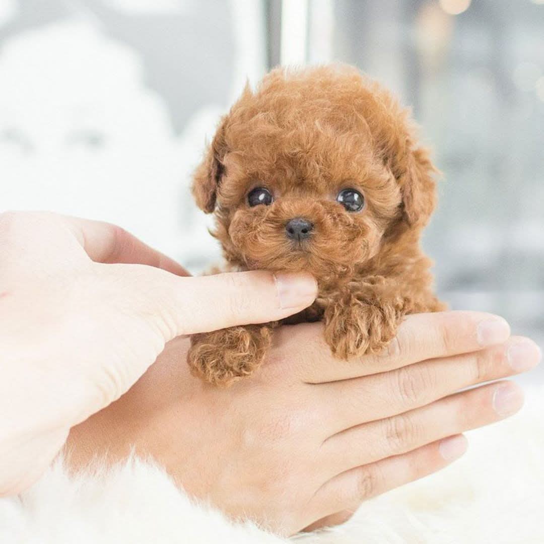 Realistic Weighted Puppy Toy with Soft Synthetic Leather