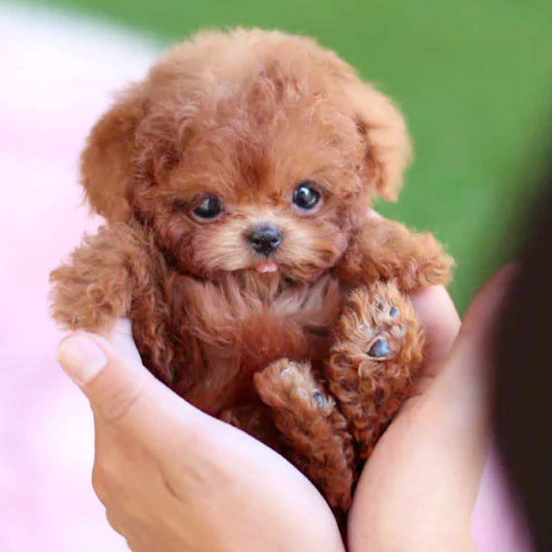 Realistic Weighted Puppy Toy with Soft Synthetic Leather