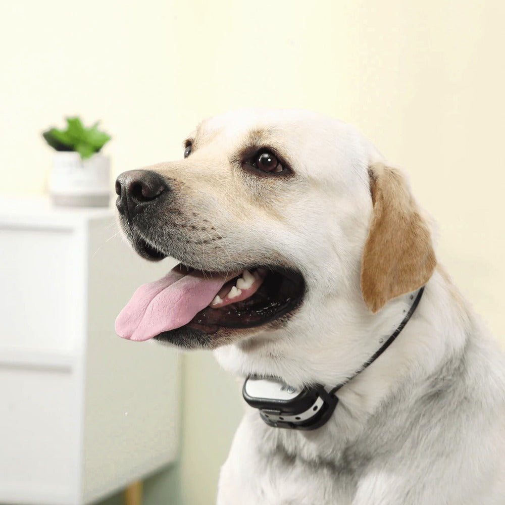 SafeZone Wireless Dog Fence and Training Collar Rechargeable Waterproof