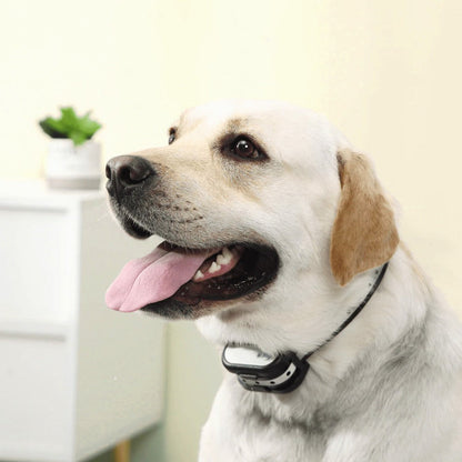 SafeZone Wireless Dog Fence and Training Collar Rechargeable Waterproof